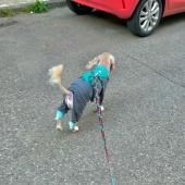 러프웨어(RUFFWEAR) Flagline Harness 하네스 후기