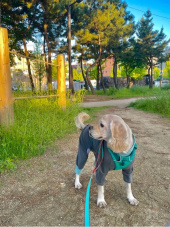 러프웨어(RUFFWEAR) Flagline Harness 하네스 후기