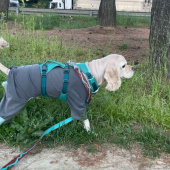러프웨어(RUFFWEAR) Flagline Harness 하네스 후기