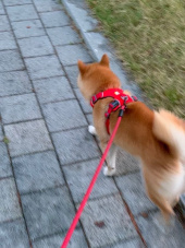 러프웨어(RUFFWEAR) Front Range Harness 하네스 (2021SS) 후기