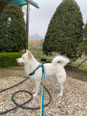 러프웨어(RUFFWEAR) Crag Leash 리드줄 후기