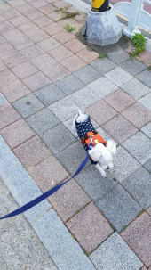 러프웨어(RUFFWEAR) Hi & Light Harness 하네스 후기