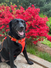 러프웨어(RUFFWEAR) Hi & Light Harness 하네스 후기