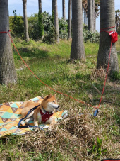 러프웨어(RUFFWEAR) Knot-a-Hitch 히칭시스템 후기
