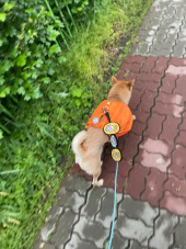 러프웨어(RUFFWEAR) Approach Pack 배낭 후기