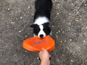 러프웨어(RUFFWEAR) Camp Flyer Toy 장난감 후기
