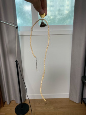 와일드 브릭스(WILD BRICKS) COCONUT WOOD NECKLACE (beige) 후기