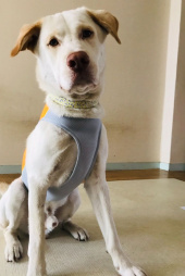 러프웨어(RUFFWEAR) Jet Stream 쿨링조끼 후기