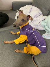 러프웨어(RUFFWEAR) Overcoat Fuse 하네스 콤보 자켓 후기