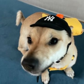 엠엘비(MLB) PET 루키 볼캡 LA (MUSTARD) 후기