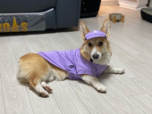 엠엘비(MLB) PET 빅로고 맨투맨 LA (BLUE) 후기