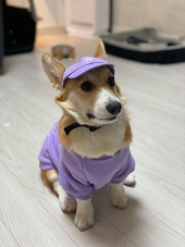엠엘비(MLB) PET 빅로고 맨투맨 LA (BLUE) 후기