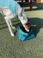 러프웨어(RUFFWEAR) Quencher 휴대용 식기 (2021SS) 후기