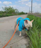 데니필드(DENNYFIELD) BASIC HOODY 4 BIGDOGS sky 후기