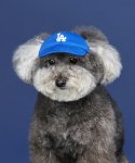엠엘비(MLB) PET 루키 볼캡 LA (BLUE)