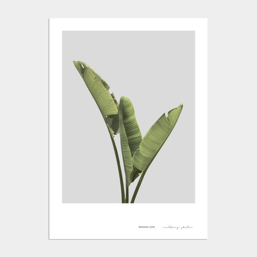 멜팅스튜디오(MELTING STUDIO) 북유럽 액자 인테리어 포스터 / 001번 바나나리프 - 5,900 | 무신사 스토어