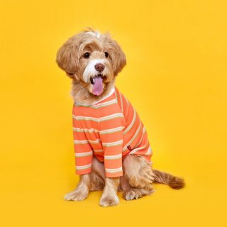 플로트(FLOT) 후르츠 티셔츠 자몽오렌지 강아지옷