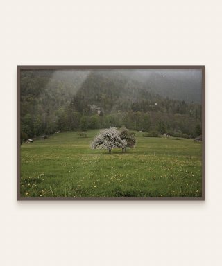 사바이사바이(사바이사바이) 유럽시리즈 아트 포스터 [A2/자연] 스위스 비오는 날 벚...