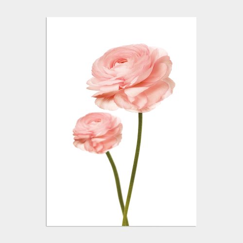 멜팅스튜디오(MELTING STUDIO) 그리너리 플라워 액자 인테리어 포스터 / 06. Pink ranunculus - 후기 | 무신사