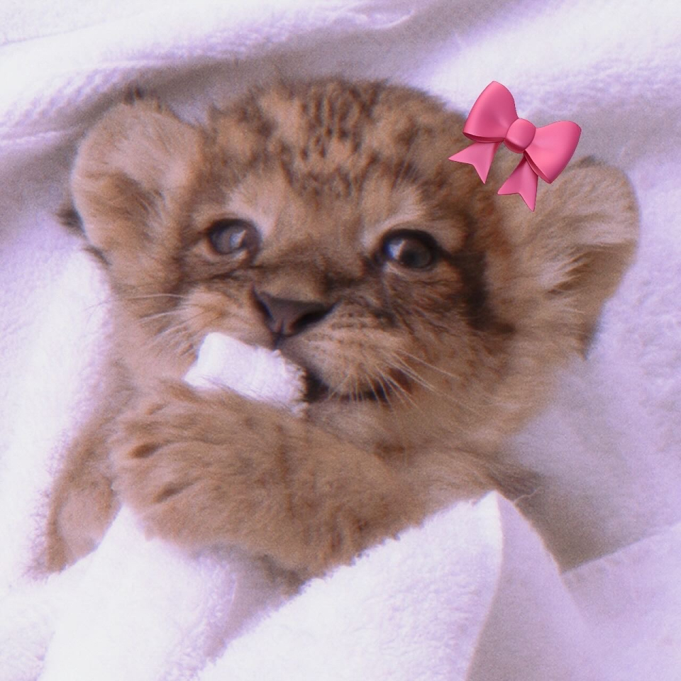 MUSINSA公式 | TTMAB Bow Small Baguette Bag - Baby Leopard