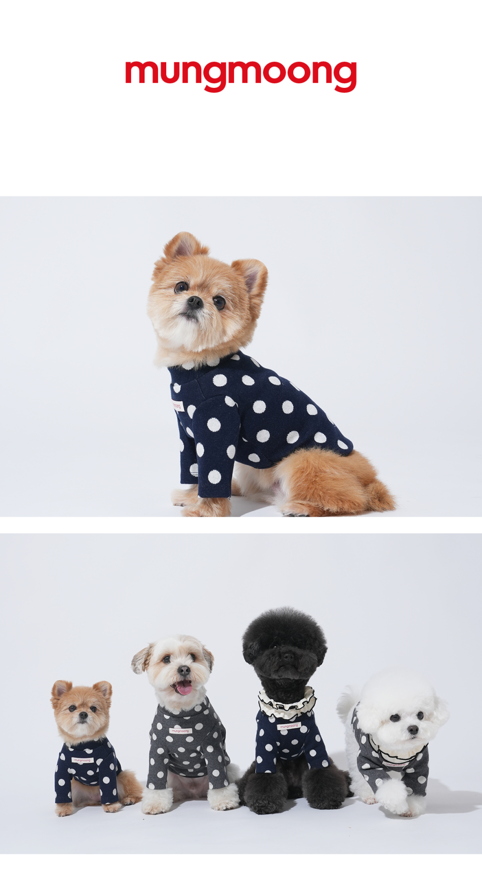 네이비 바닥에 화이트 도트 패턴의 티셔츠를 입은 강아지