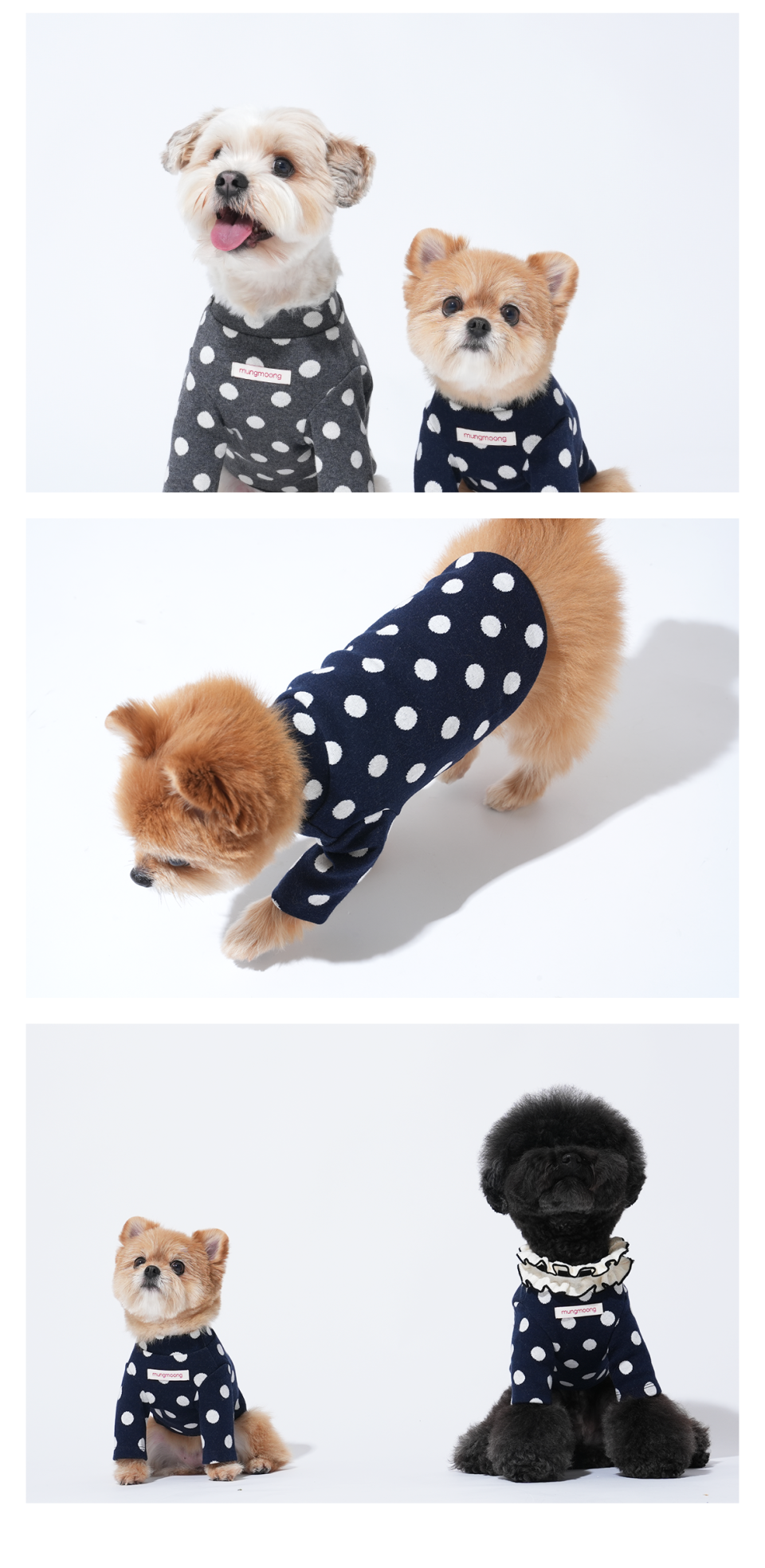 네이비 바닥에 화이트 도트 패턴의 티셔츠를 입은 강아지