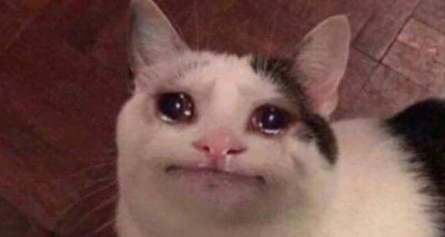 우는 고양이