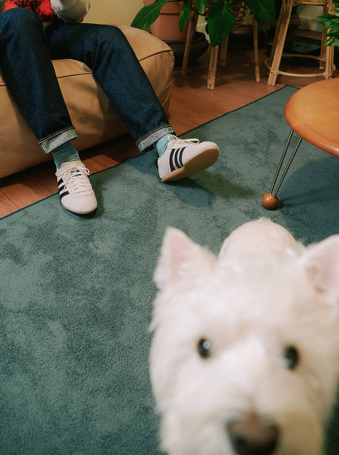 WHEREVER, WHENEVER ADIDAS