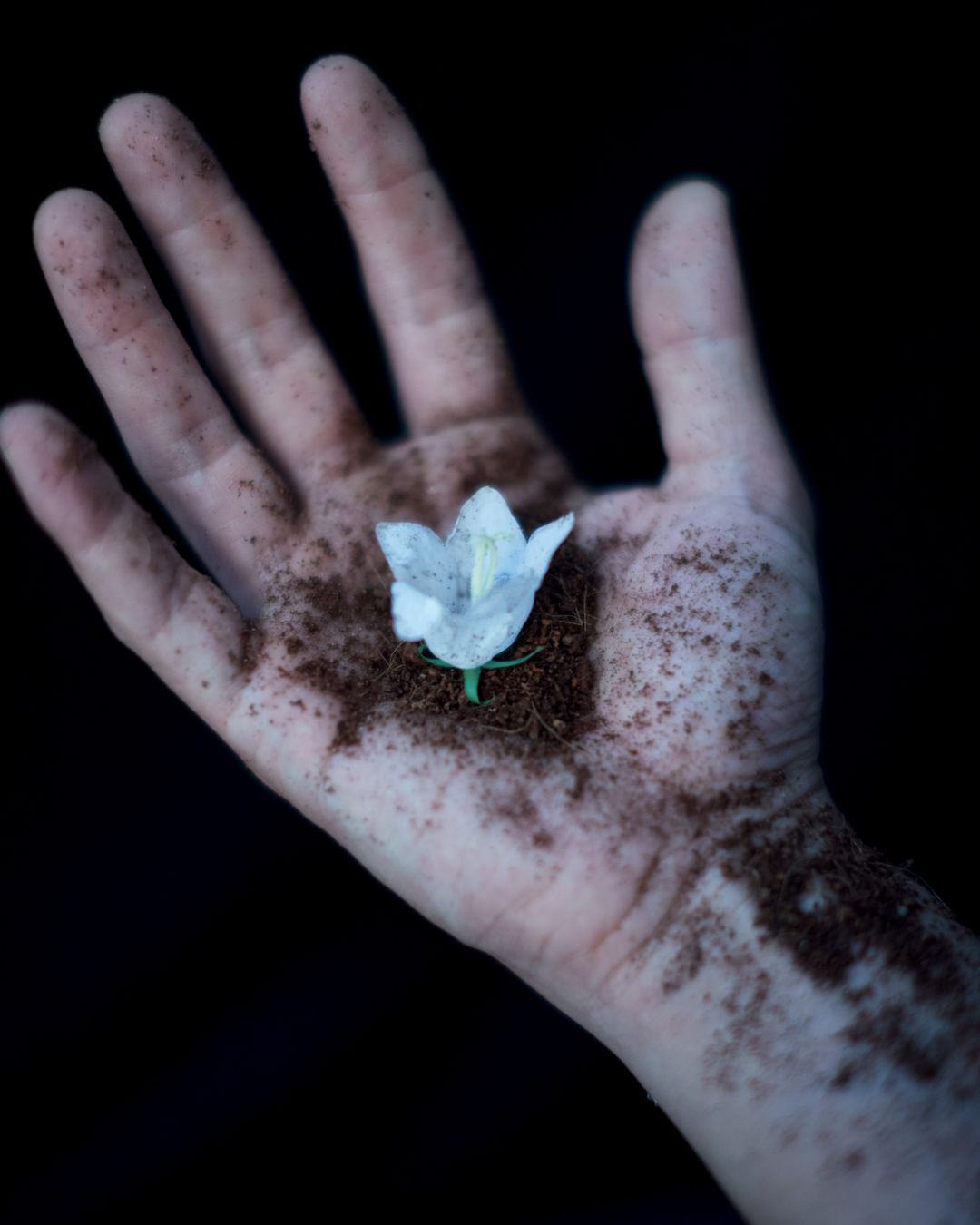 Flower in the ashes (2).jpg