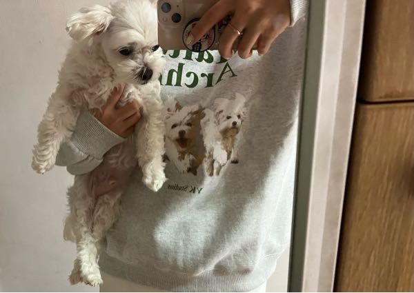 MUSINSA | WAI KEI MALTESE ARCHIVE SWEATSHIRT GRAY