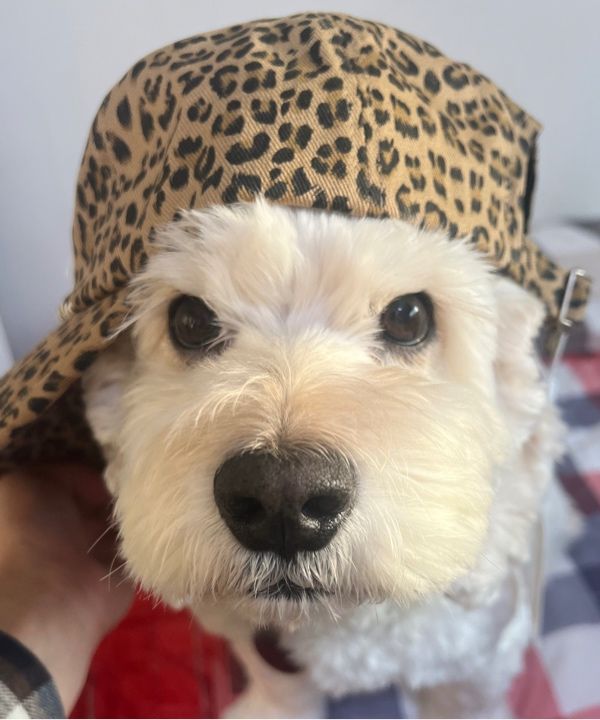 MUSINSA | AEAE WEB LOGO LEOPARD CAP [MUSTARD]