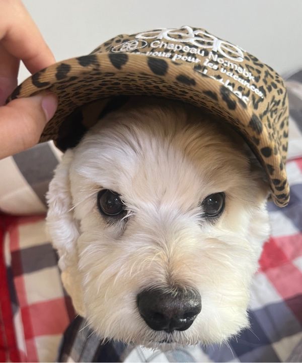 5月中旬お届けアイテム】WEB LOGO LEOPARD CAP [KHAKI] – aeae JAPAN