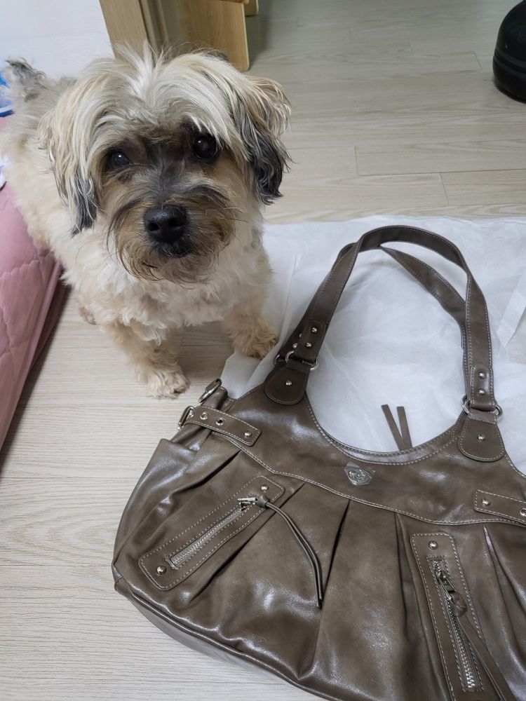 MUSINSA | ILLIGO Amber Buckle Shoulder Bag Beige