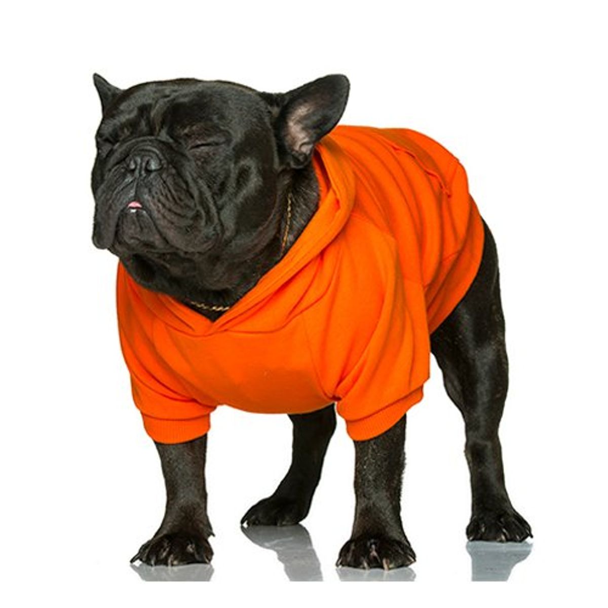 데니필드(DENNYFIELD) BASIC HOODY 4 BIGDOGS orange