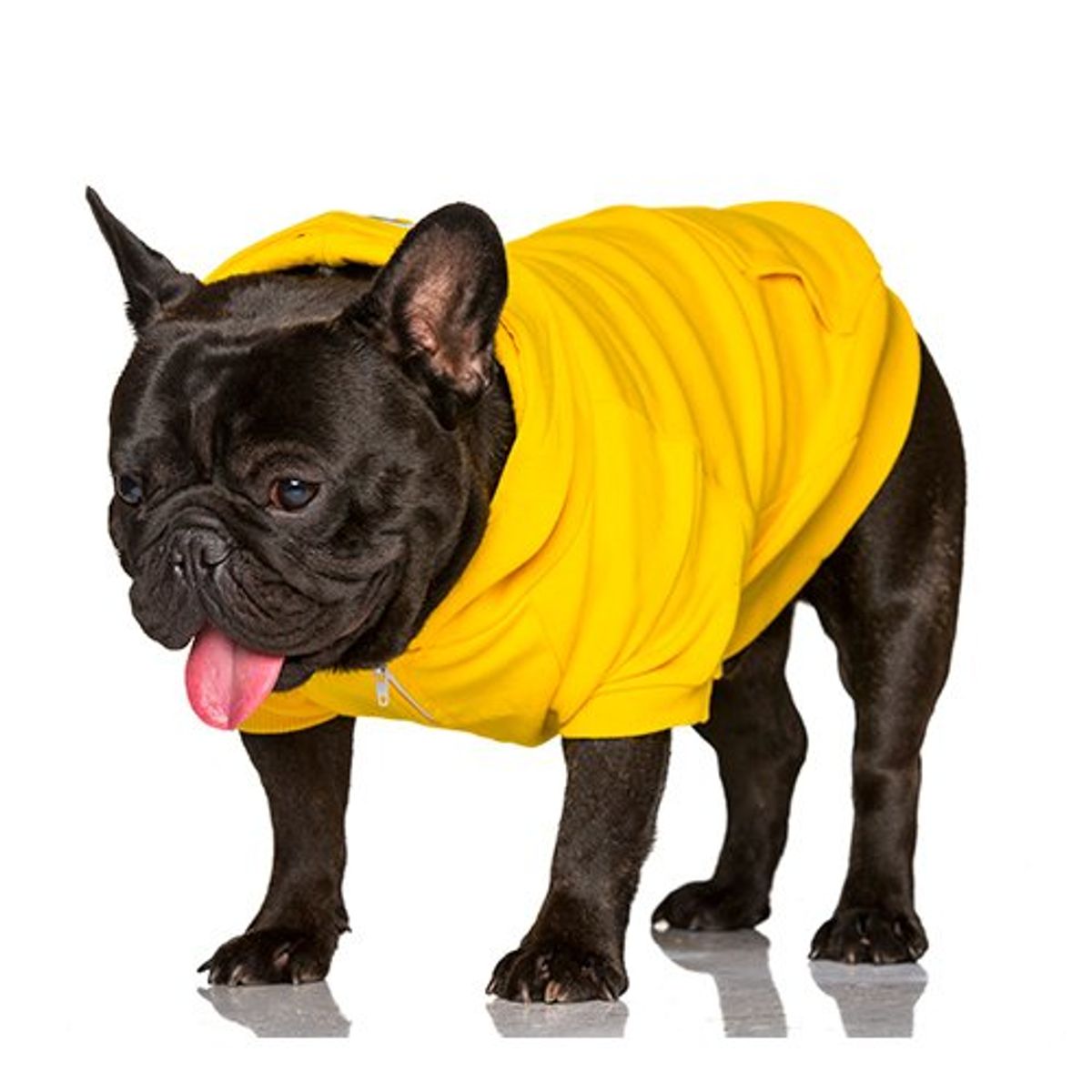 데니필드(DENNYFIELD) BASIC HOODY 4 BIGDOGS yellow