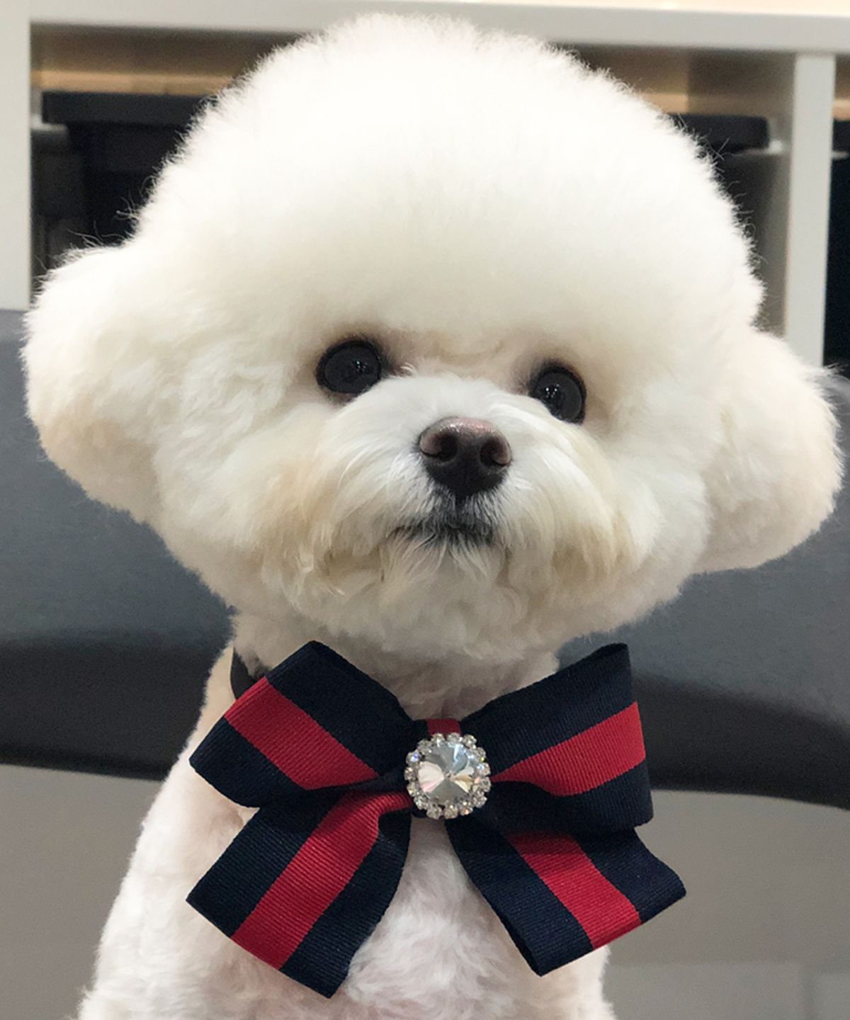 위드토리(WITH TORY) 트윙클 강아지 고양이 보타이