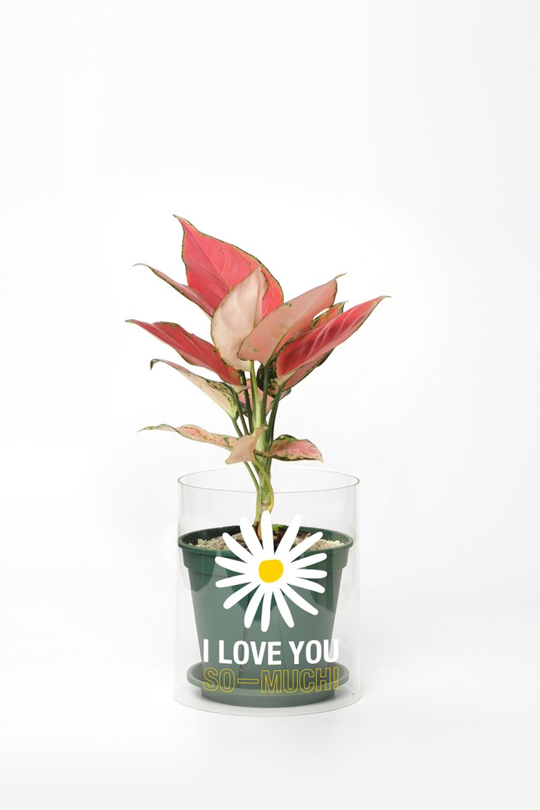 I LOVE YOU SO-MUCH! / S + 아글라오네마 지리홍