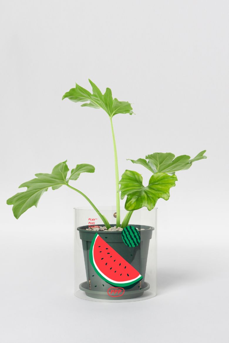 Fruits Series_Water Melon / S + 필로덴드론 호프 셀렘