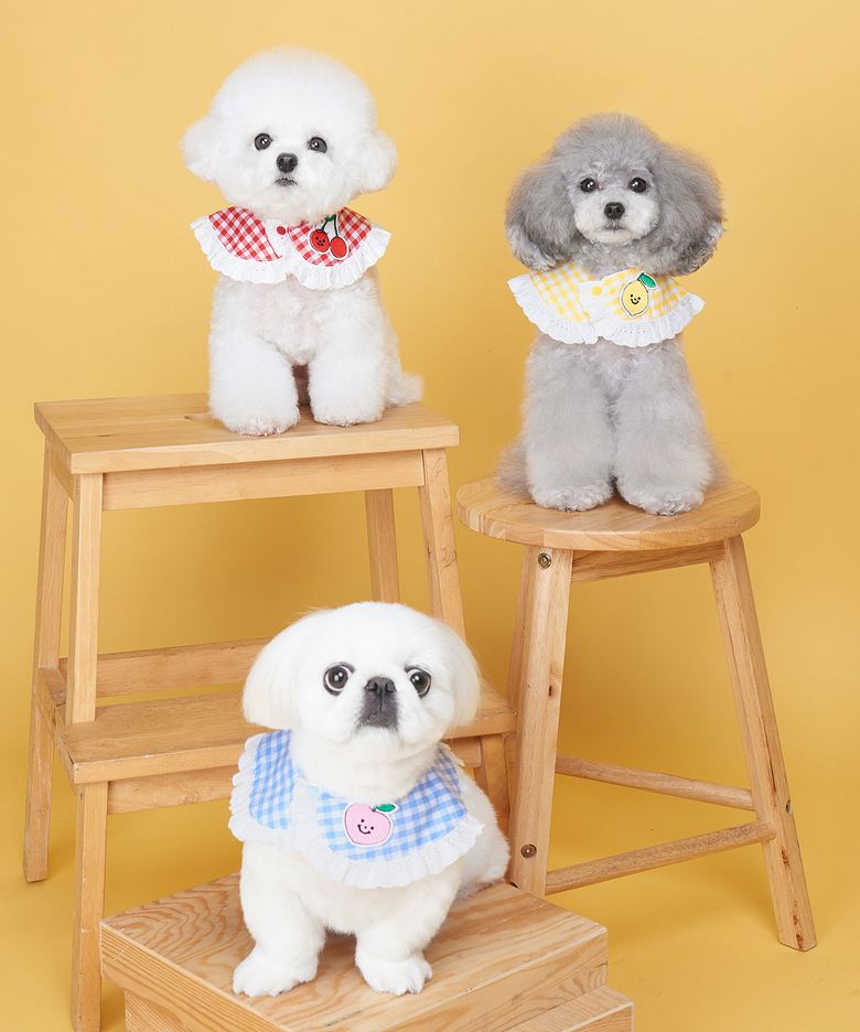 과일 체크 강아지 고양이 케이프 (3가지 컬러)