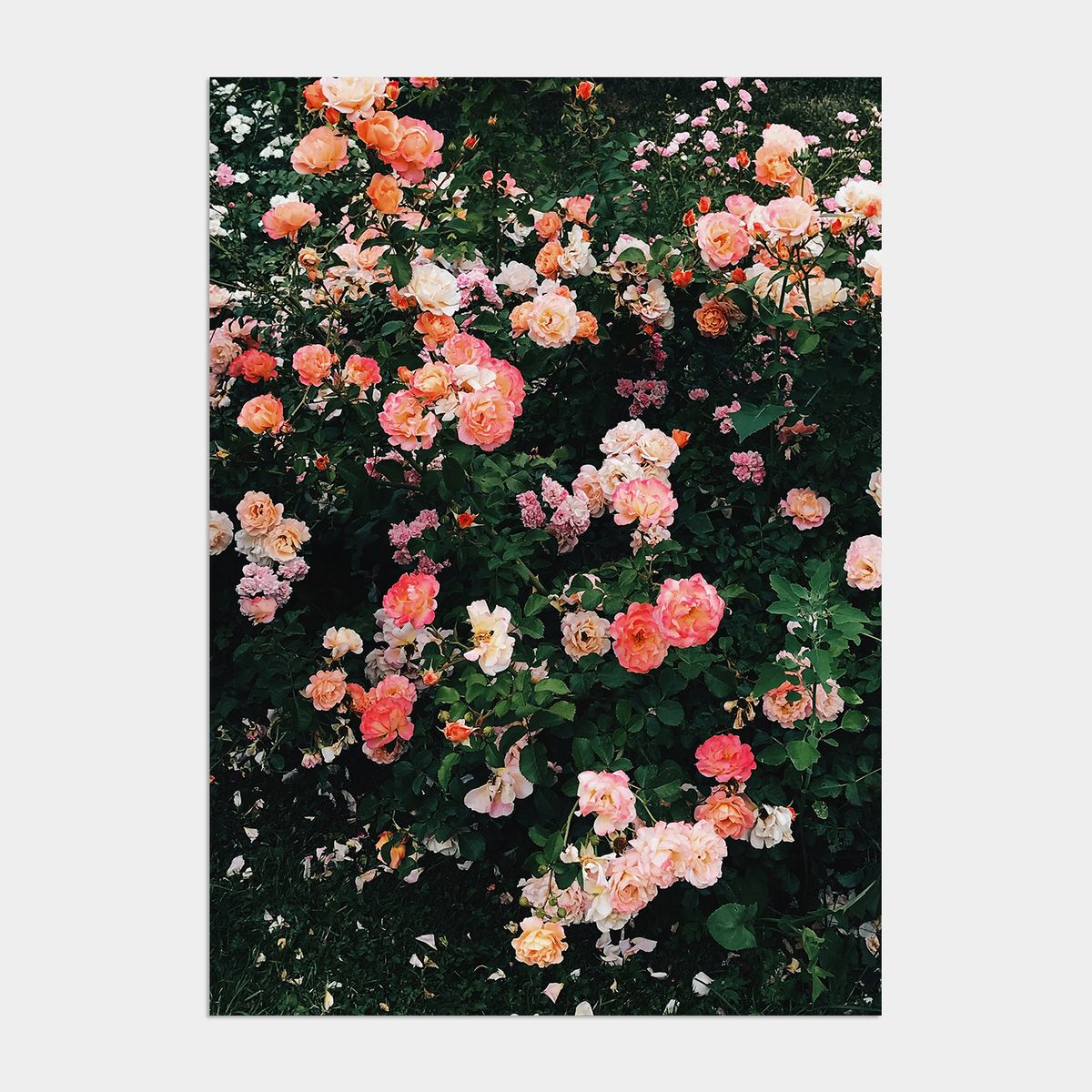 멜팅스튜디오(MELTING STUDIO) 나의 유럽 모먼트 여행 액자 인테리어 포스터 / 34번 Blooming Rosy