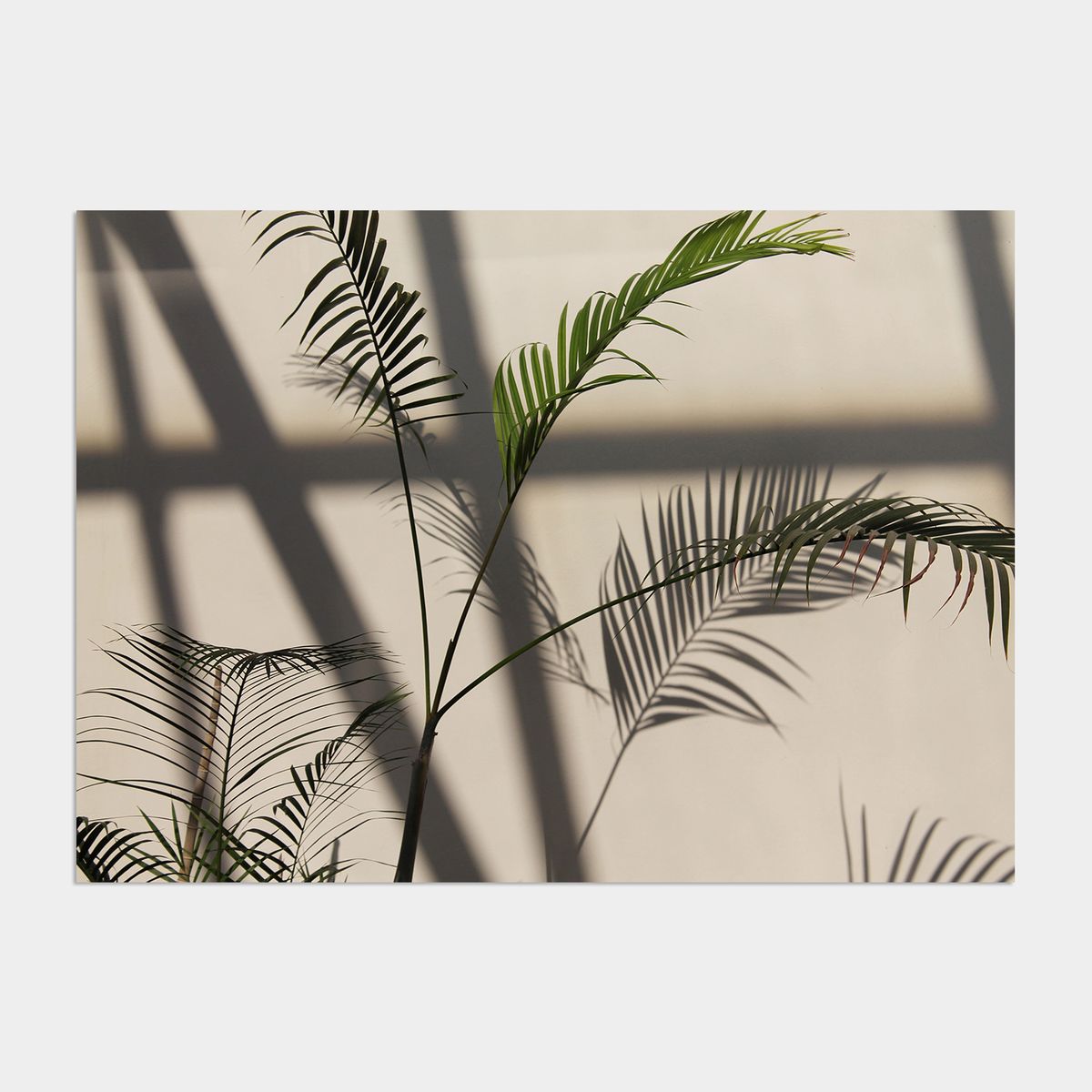 멜팅스튜디오(MELTING STUDIO) 나의 유럽 모먼트 여행 액자 인테리어 포스터 / 76번 Palm plant Hamburg Germany