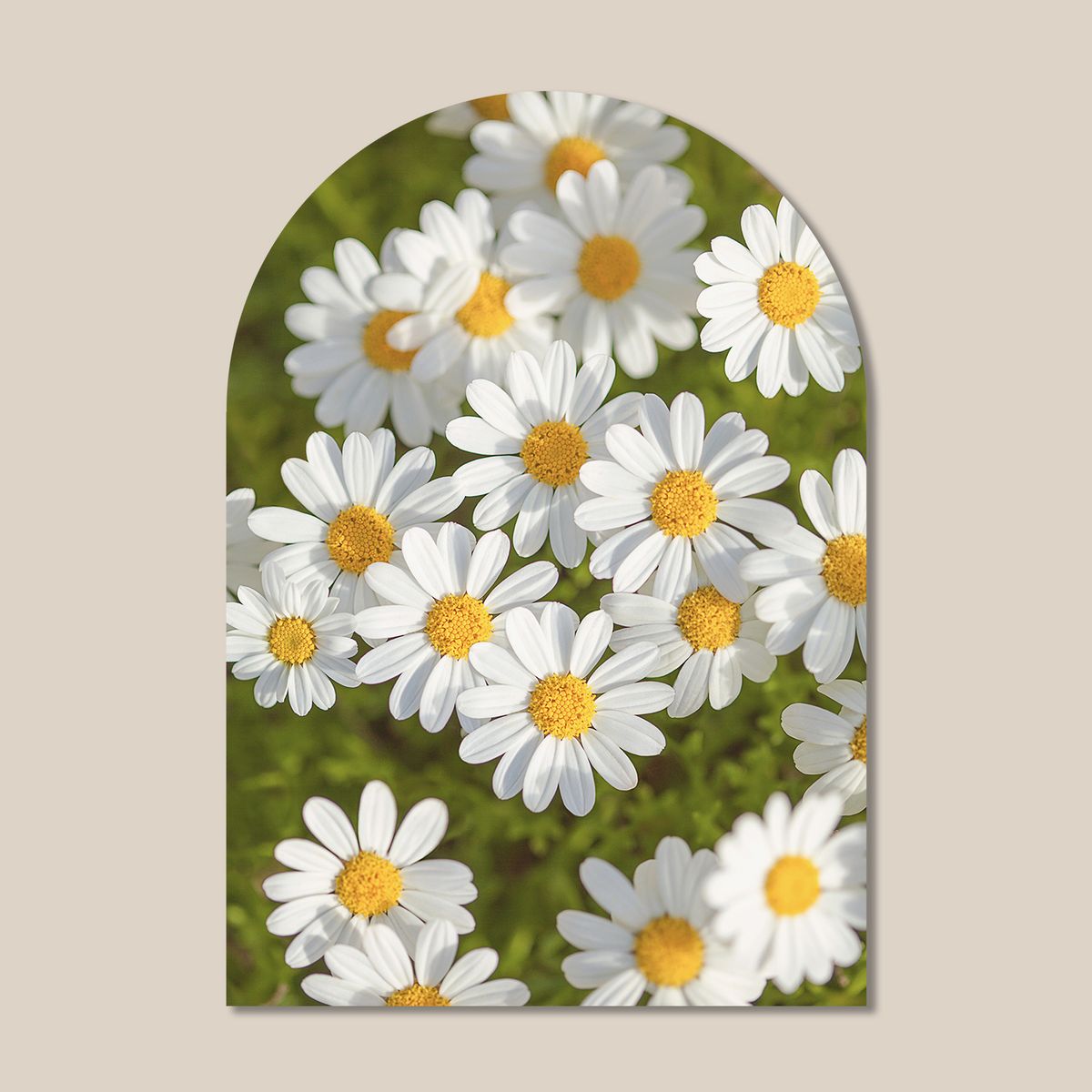 멜팅스튜디오(MELTING STUDIO) 마이 리틀 윈도우 접착 아치 인테리어 포스터  / 06번 Petit Daisy