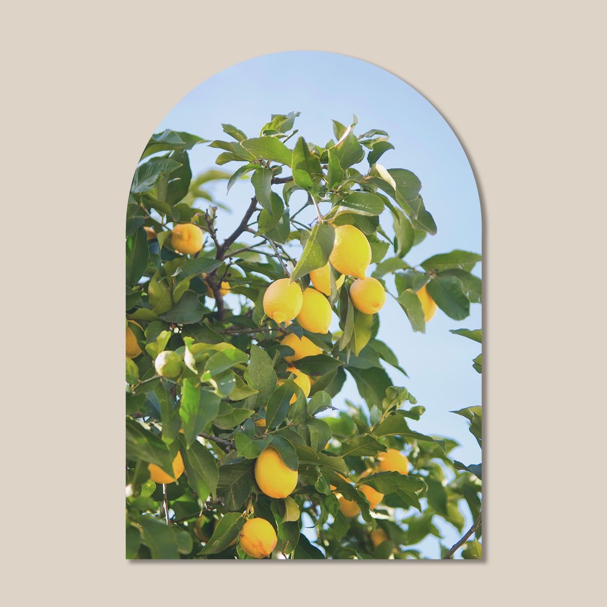 멜팅스튜디오(MELTING STUDIO) 마이 리틀 윈도우 접착 아치 인테리어 포스터  / 25번 Lemon Tree