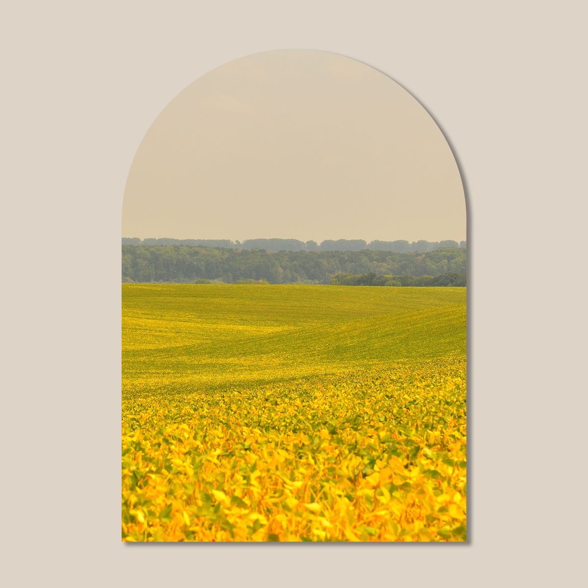멜팅스튜디오(MELTING STUDIO) 마이 리틀 윈도우 접착 아치 인테리어 포스터  / 50번 Yellow Field