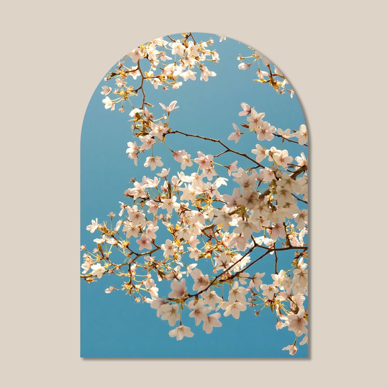 마이 리틀 윈도우 접착 아치 인테리어 포스터  / 51번 Cherry Blossoms