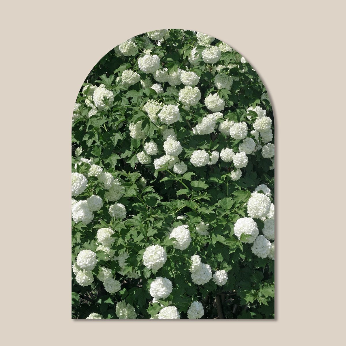 멜팅스튜디오(MELTING STUDIO) 마이 리틀 윈도우 접착 아치 인테리어 포스터  / 71번 Blanc Fleurs