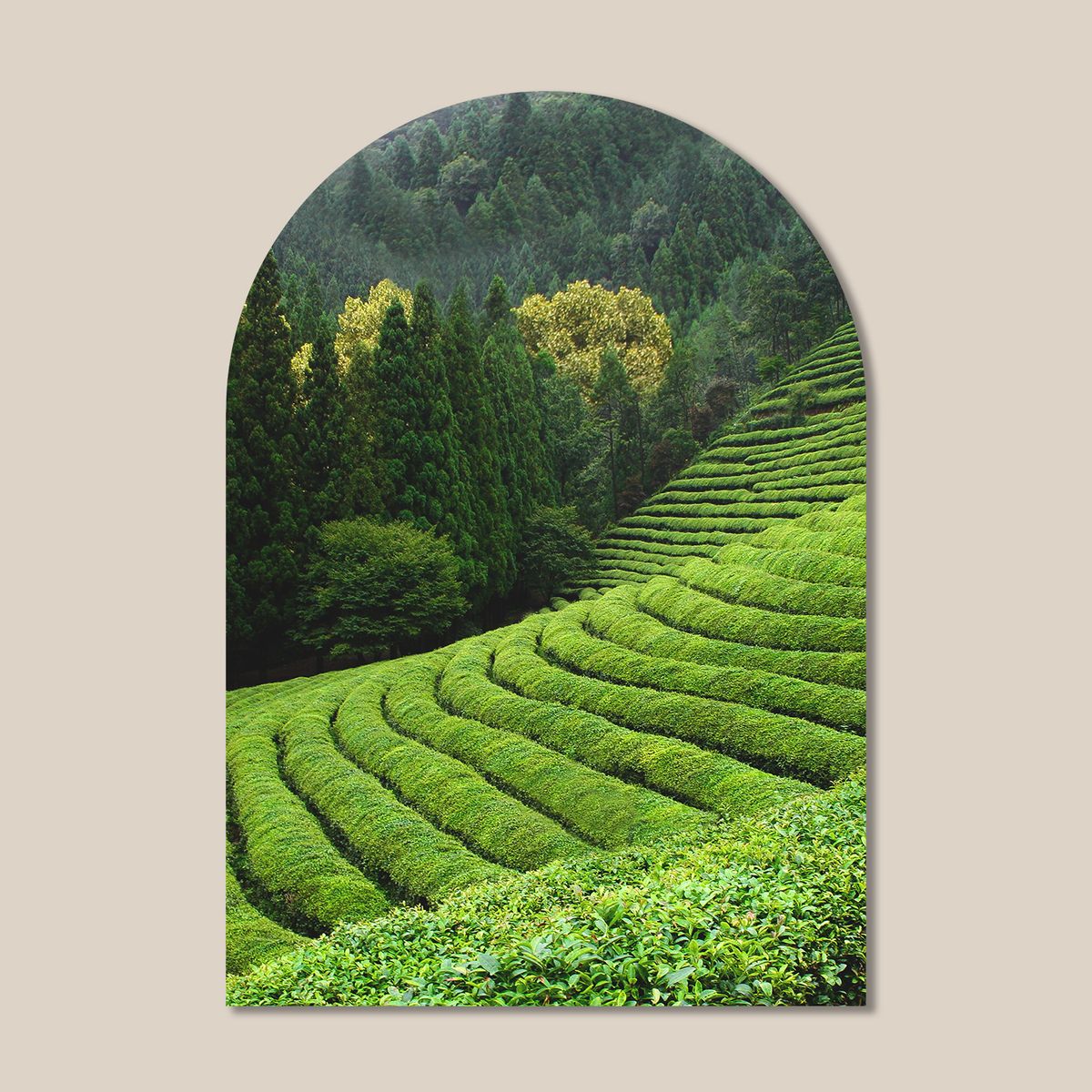 멜팅스튜디오(MELTING STUDIO) 마이 리틀 윈도우 접착 아치 인테리어 포스터  / 81번 Green Tea Farm
