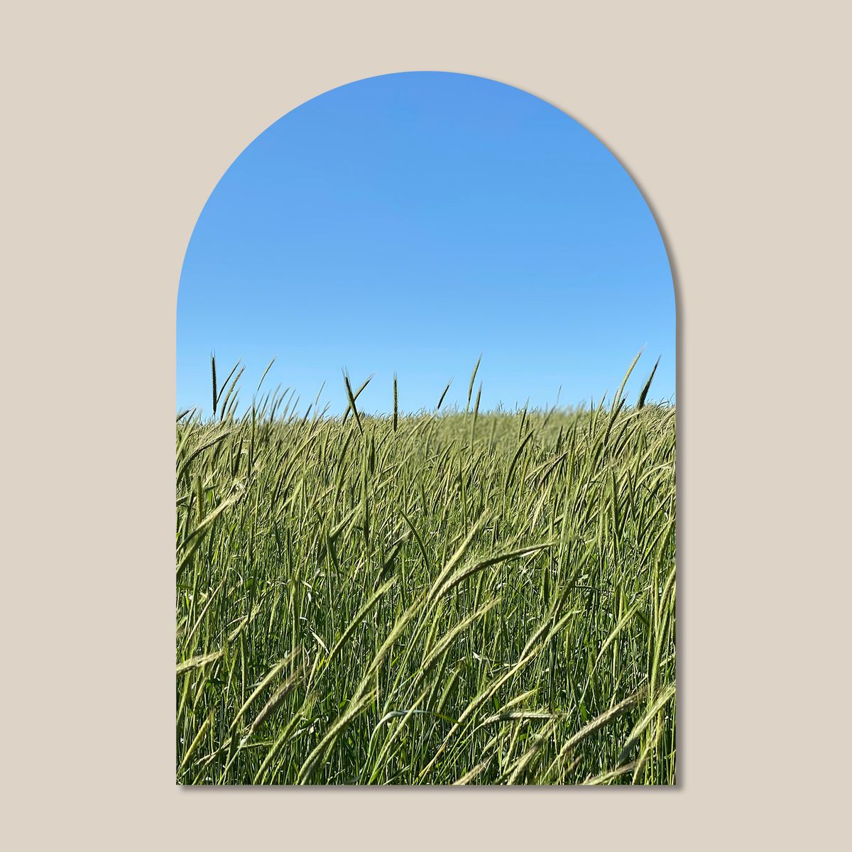 멜팅스튜디오(MELTING STUDIO) 마이 리틀 윈도우 접착 아치 인테리어 포스터  / 83번 Green Barley Field