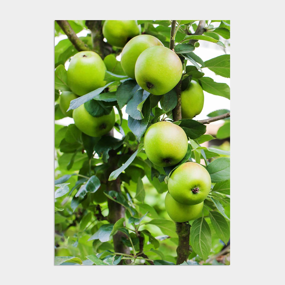 멜팅스튜디오(MELTING STUDIO) 행운을 부르는 풍수그림 사과 액자 인테리어 포스터  / 13번 Green apple tree