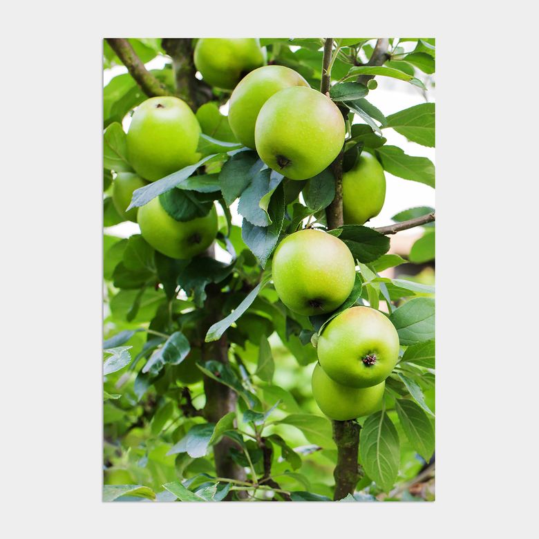 행운을 부르는 풍수그림 사과 액자 인테리어 포스터  / 13번 Green apple tree